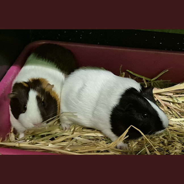 Photo of Hope (Bonded With Harmony)