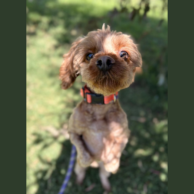 Photo of Oscar