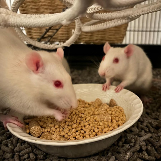 Photo of Charlie, Harper, Molly & Princess