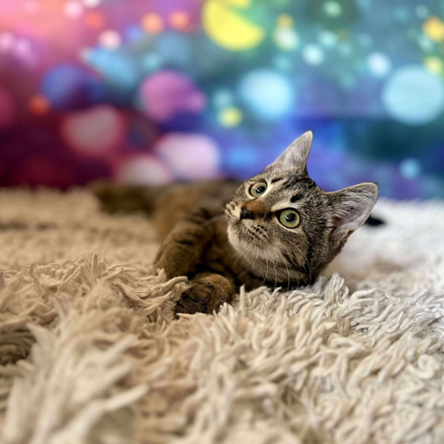 Photo of Victoria (Located In Eltham North) 