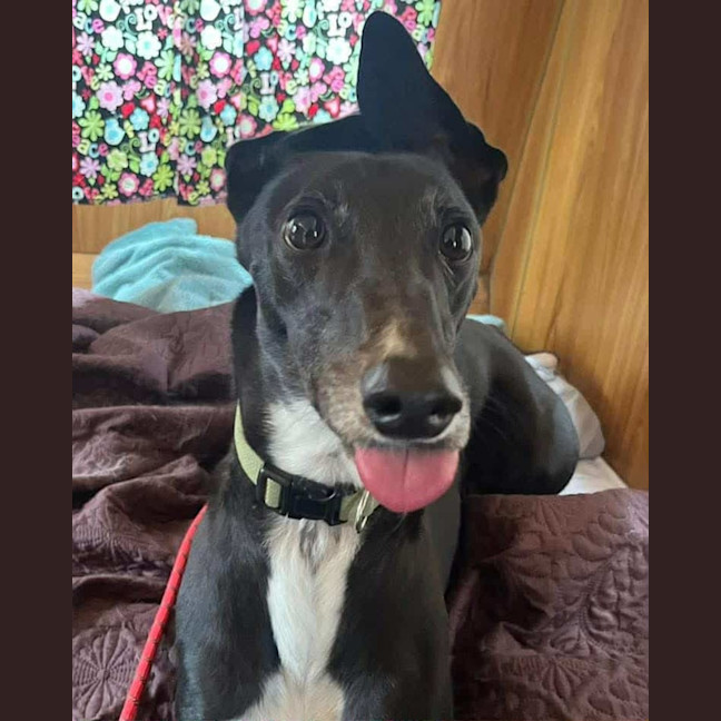 Photo of Boo