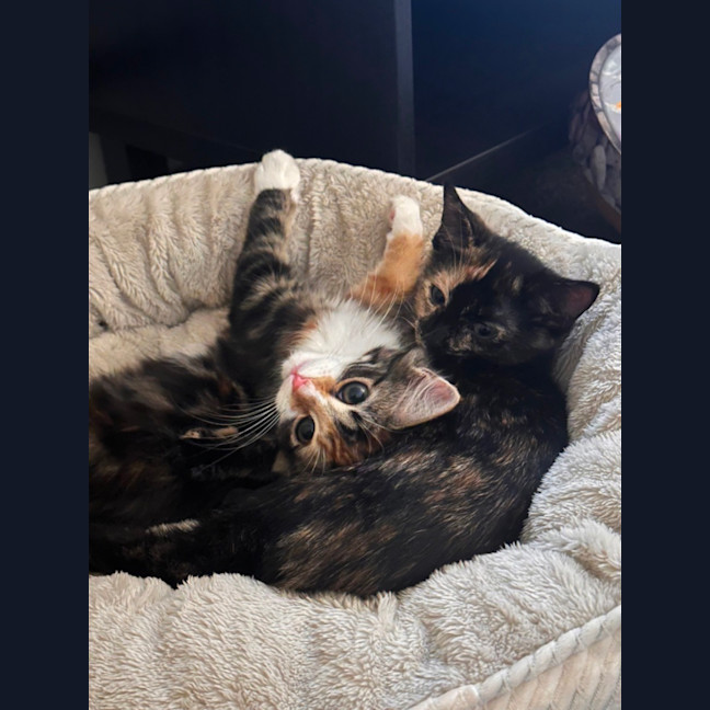 Photo of Astrid & Yogi