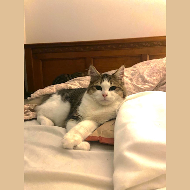 Photo of Paddington Ii