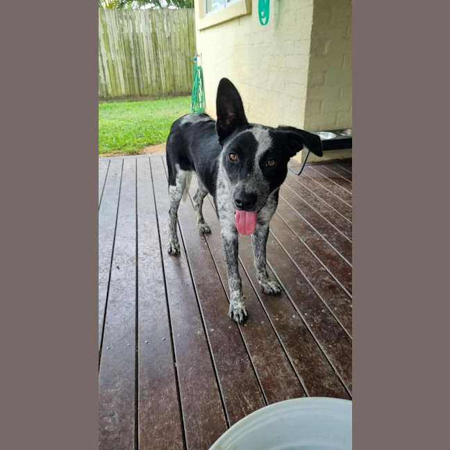 Photo of Lady Pepper
