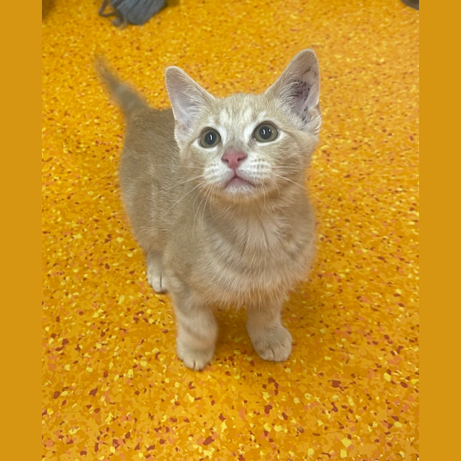 Photo of Dusty