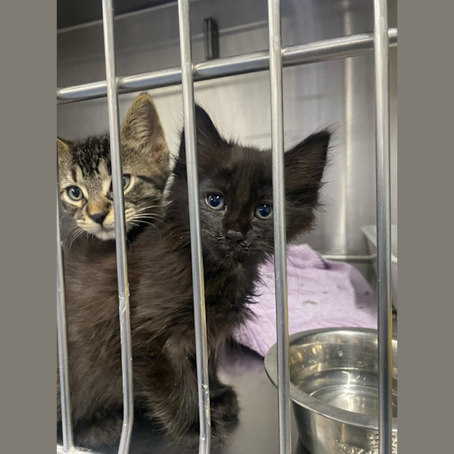 Photo of Oliver   Located In Kew