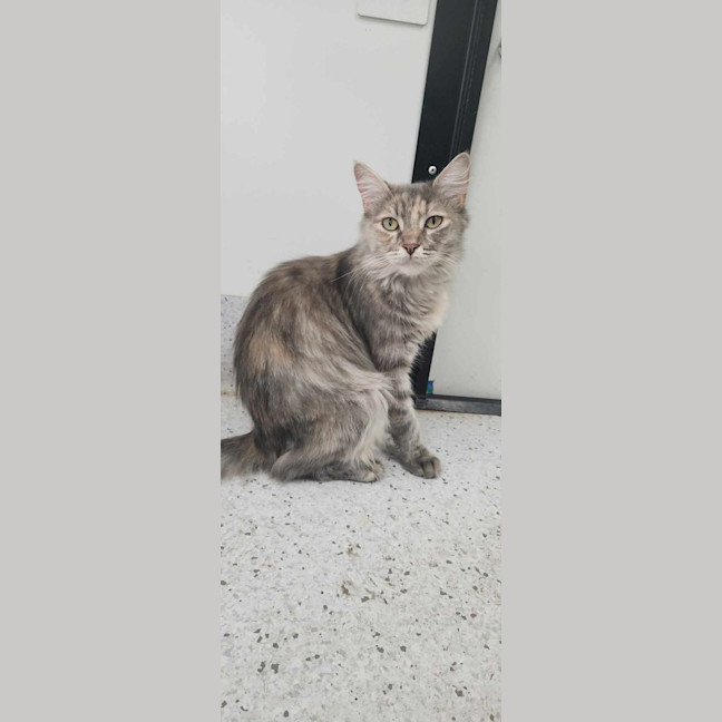 Photo of Tutu