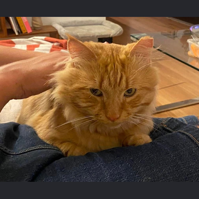 Photo of Ginger Boy