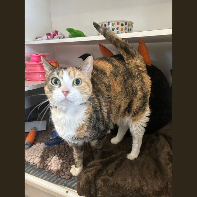 Photo of Tigerlily