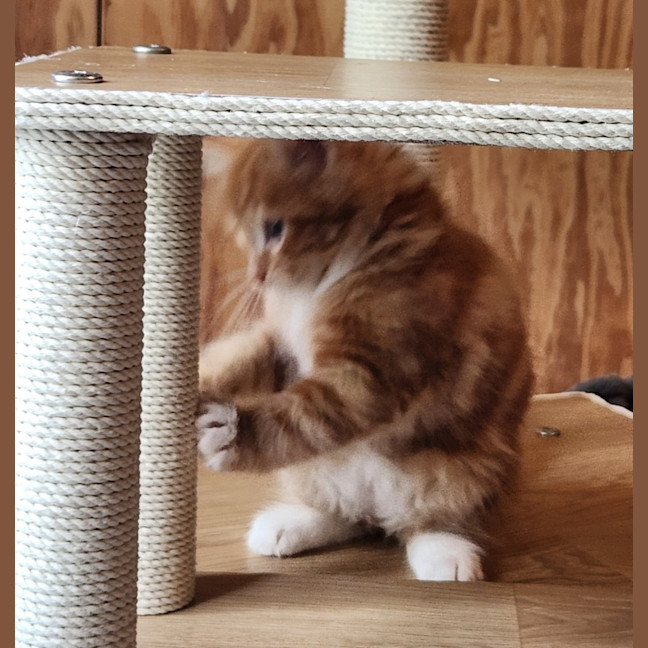 Photo of Redbeard