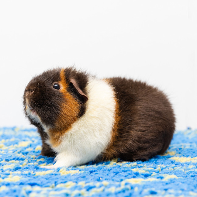 Photo of Gizmo