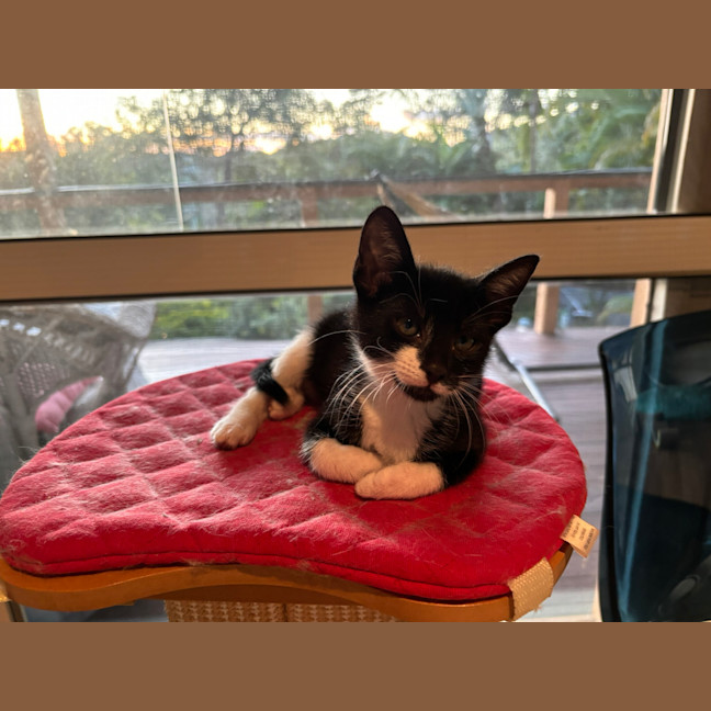 Photo of Winston