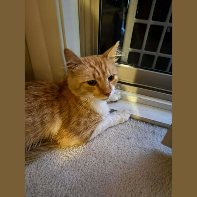 Photo of Chester 