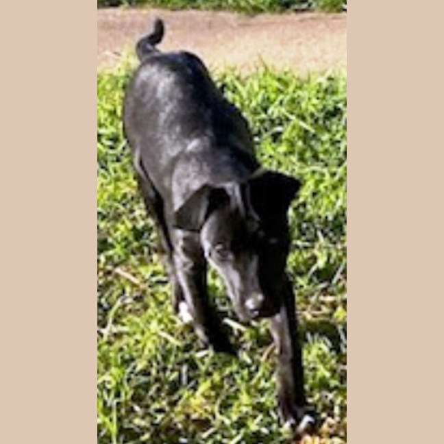 Photo of Kiri 🐶 5 Month Old Female  Mixed Breed