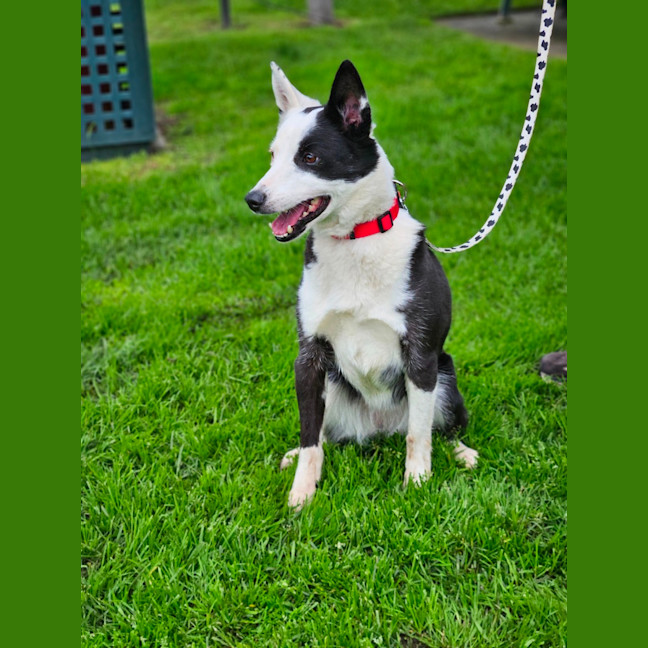 Photo of Lacy