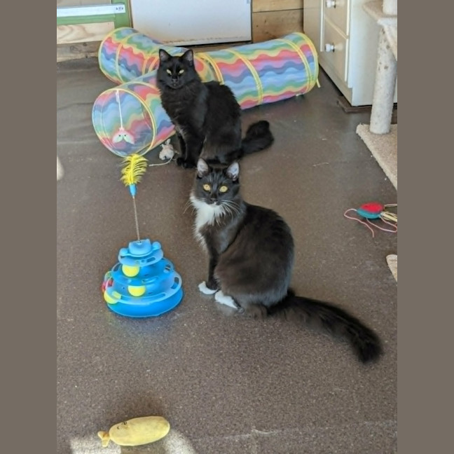 Photo of Percy *9 Lives Project Rescue*