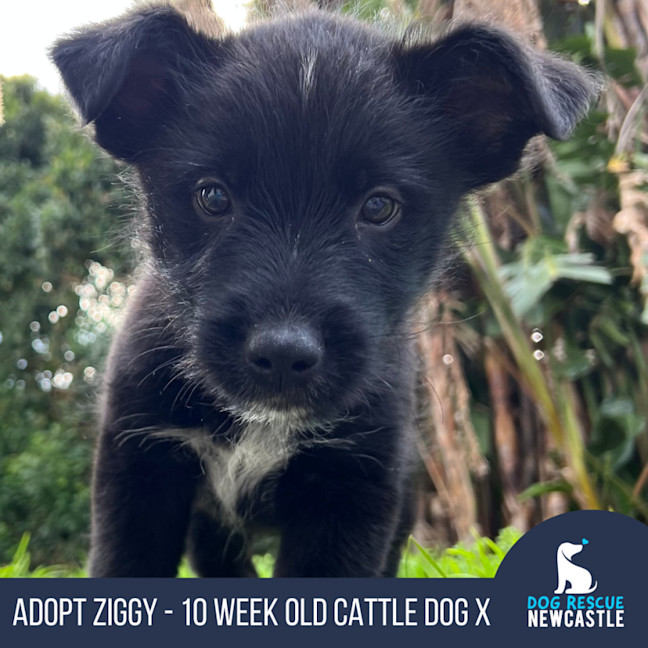Photo of Ziggy   10 Week Old Cattle Dog X Weimaraner