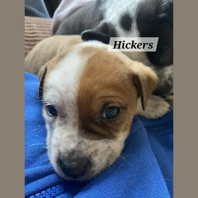 Photo of Hickers