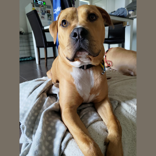 Photo of Shadow