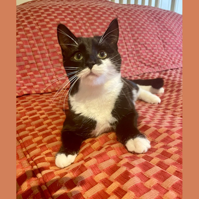 Photo of Spitfire