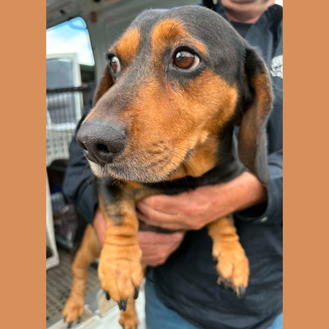Photo of Buddy