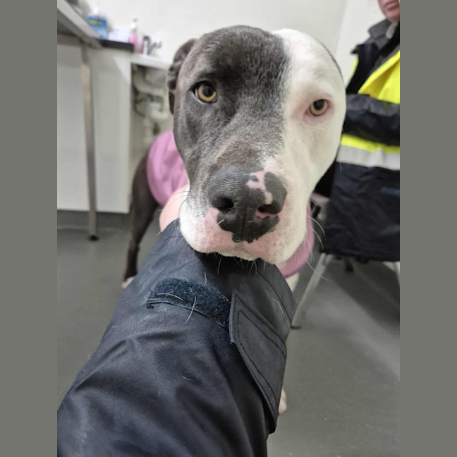 Photo of Windsor 🏎️