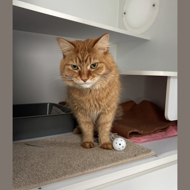 Photo of Marmalade