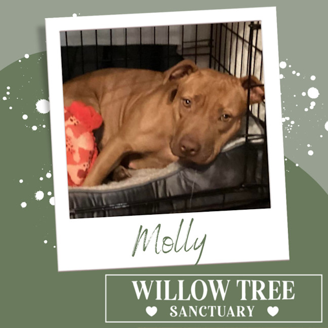 Photo of Molly