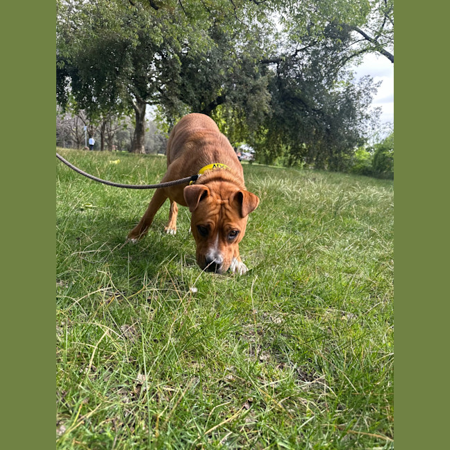 Photo of Eevie