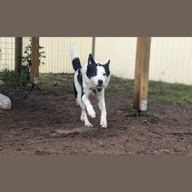 Photo of Ollie