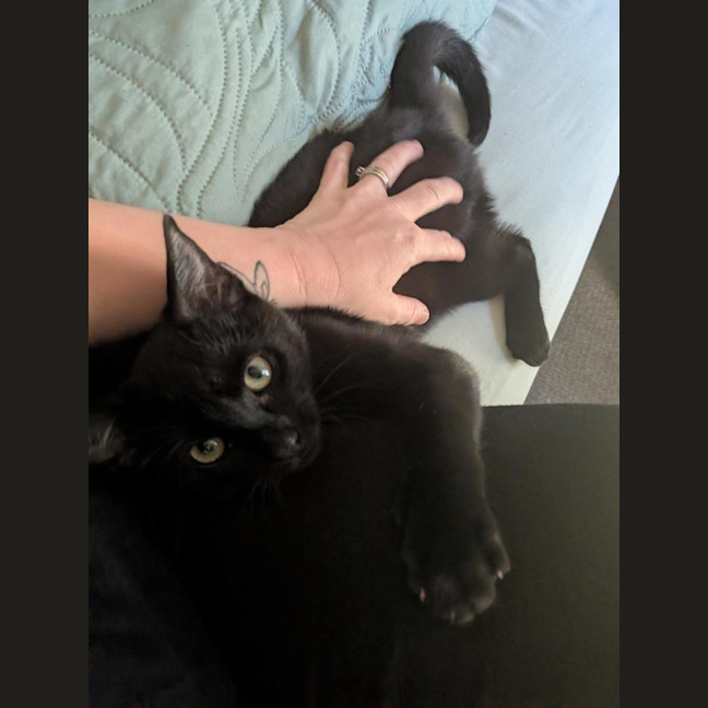 Photo of Morpheus