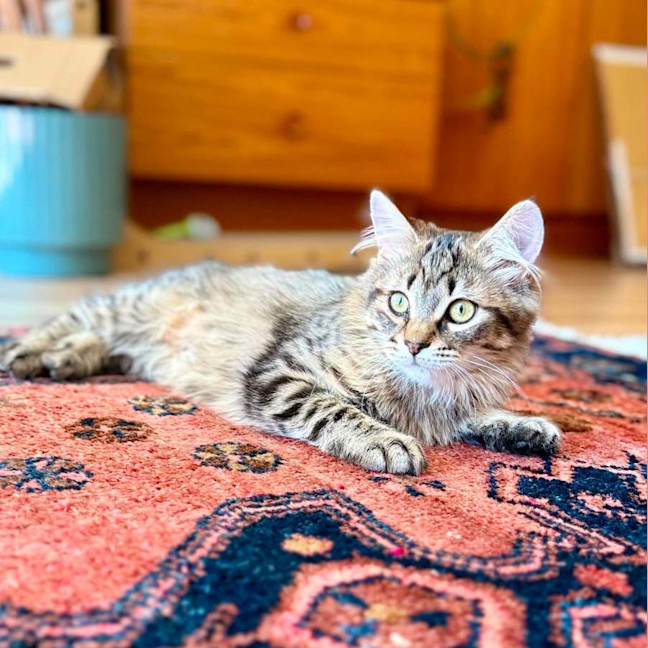 Photo of Varity   In Foster Care In Brunswick East