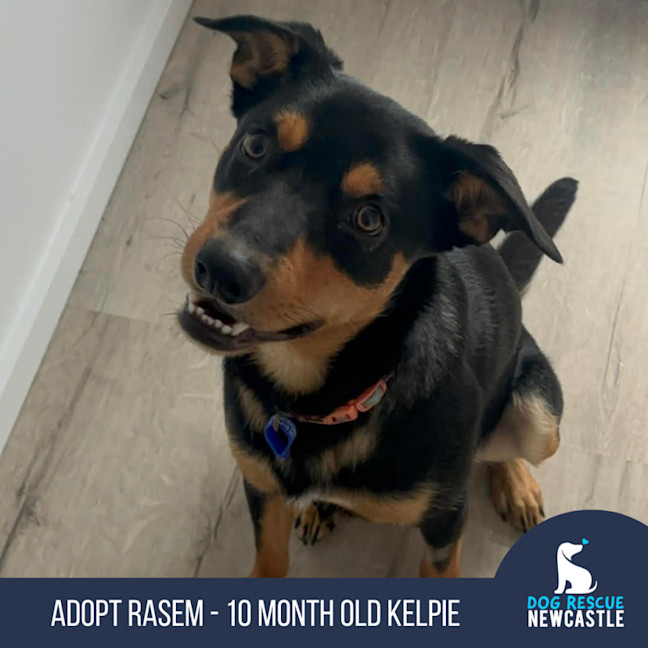 Photo of Rasem   10 Month Old Kelpie