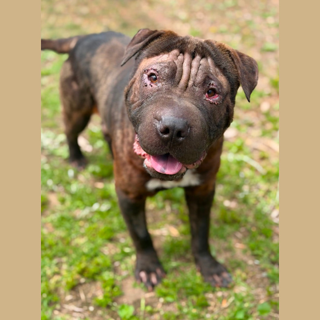 Photo of Winston
