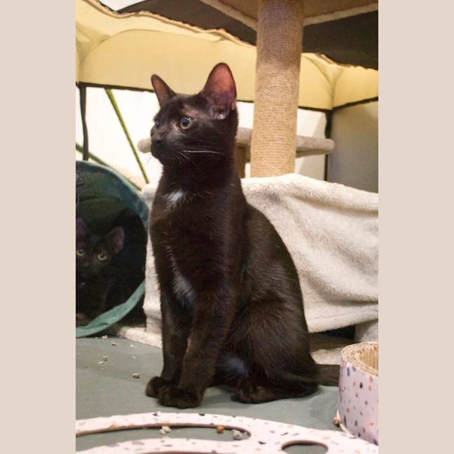 Photo of Mushroom Gravy