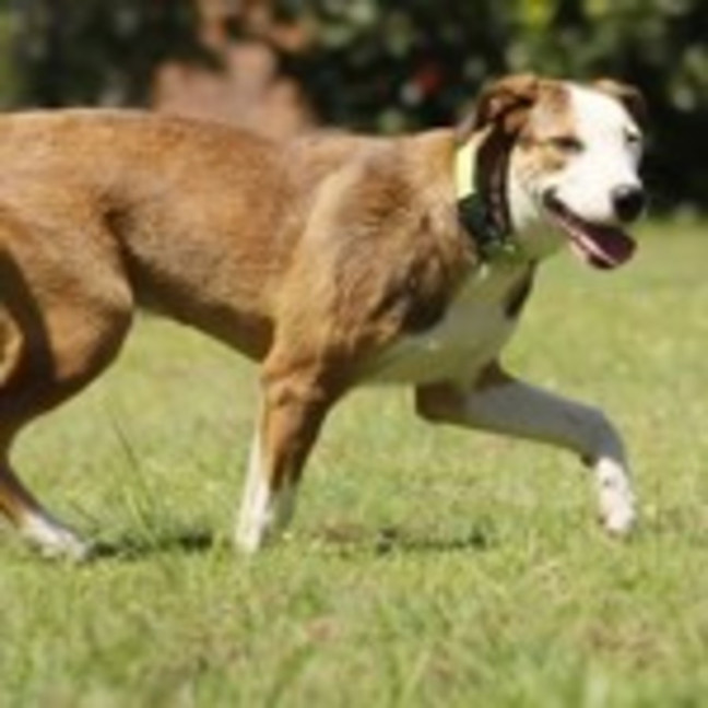 Photo of Turbo