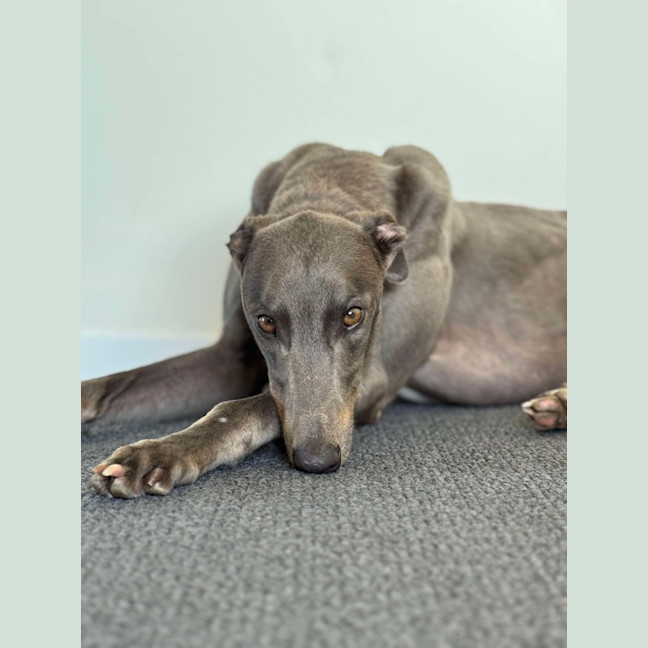 Photo of Juno The Greyhound 