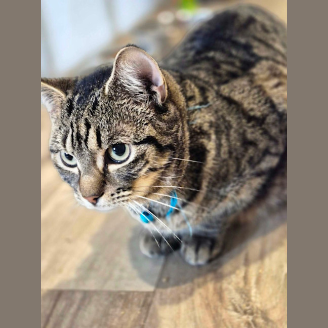 Photo of Bluebell **2nd Chance Cat Rescue **