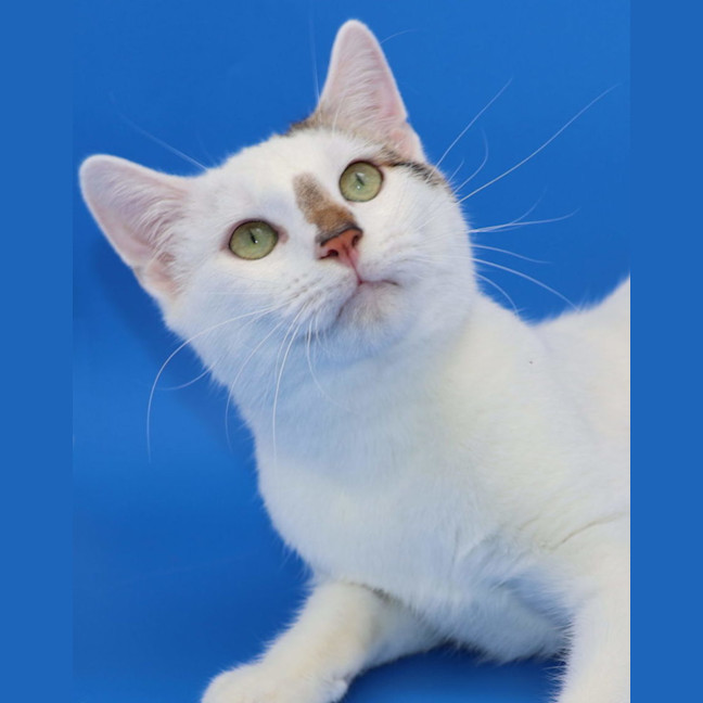 Photo of Enzo  Available At Pet Quarters Belmont