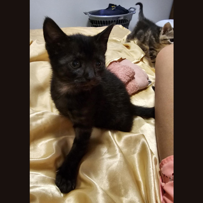 Photo of Yoko (Jinx)