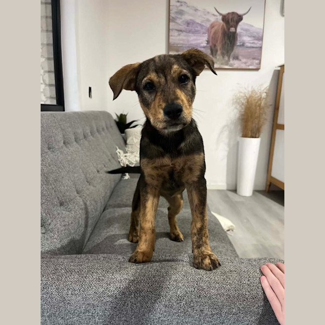 Photo of Nala