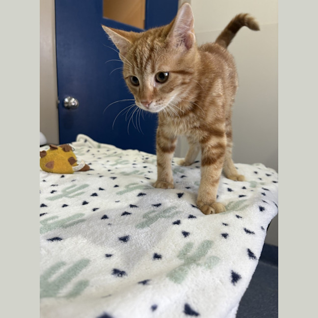 Photo of Carrot Cake