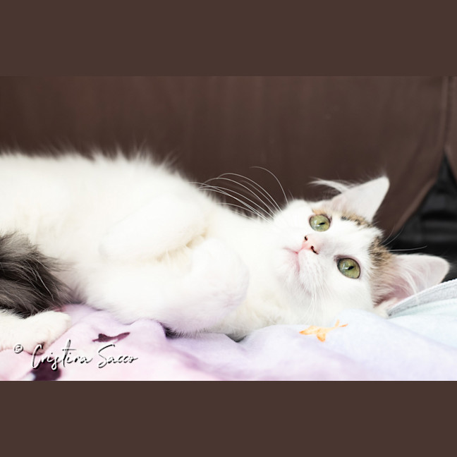 Photo of Lily
