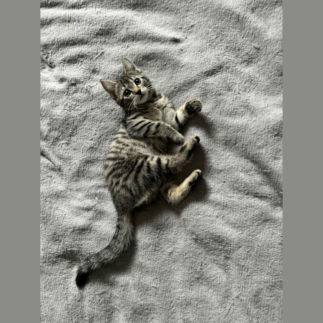 Photo of Pixie & Rocky