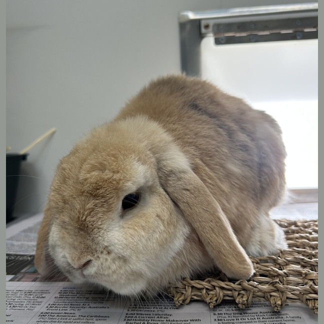 Photo of Crumpet