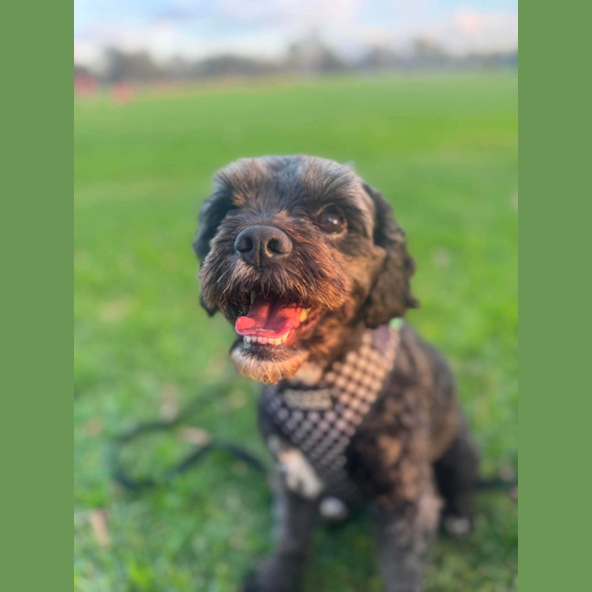 Photo of Dobby