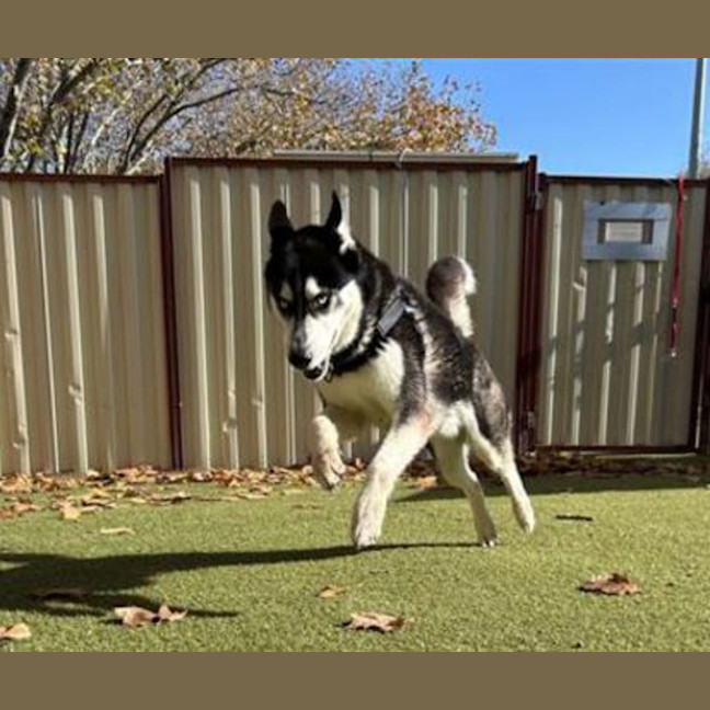 Photo of Axel
