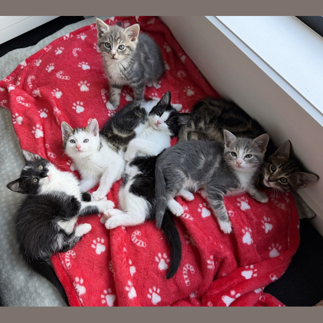 Photo of Tekapo 💙