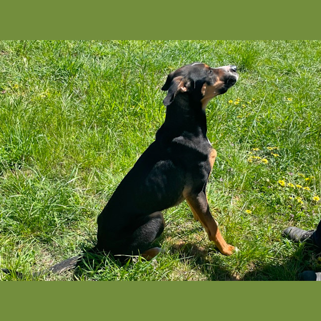 Photo of Bruno