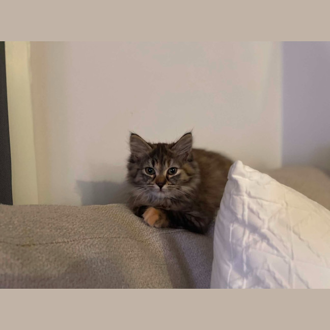 Photo of Rhea